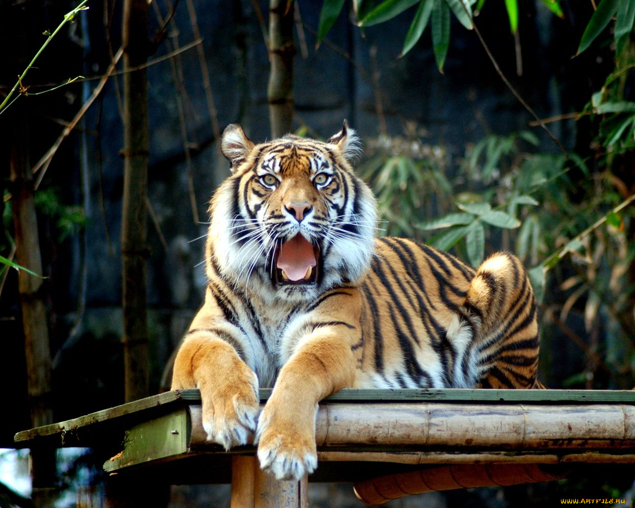 животные, тигры