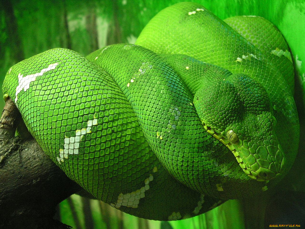 животные, змеи, питоны, кобры