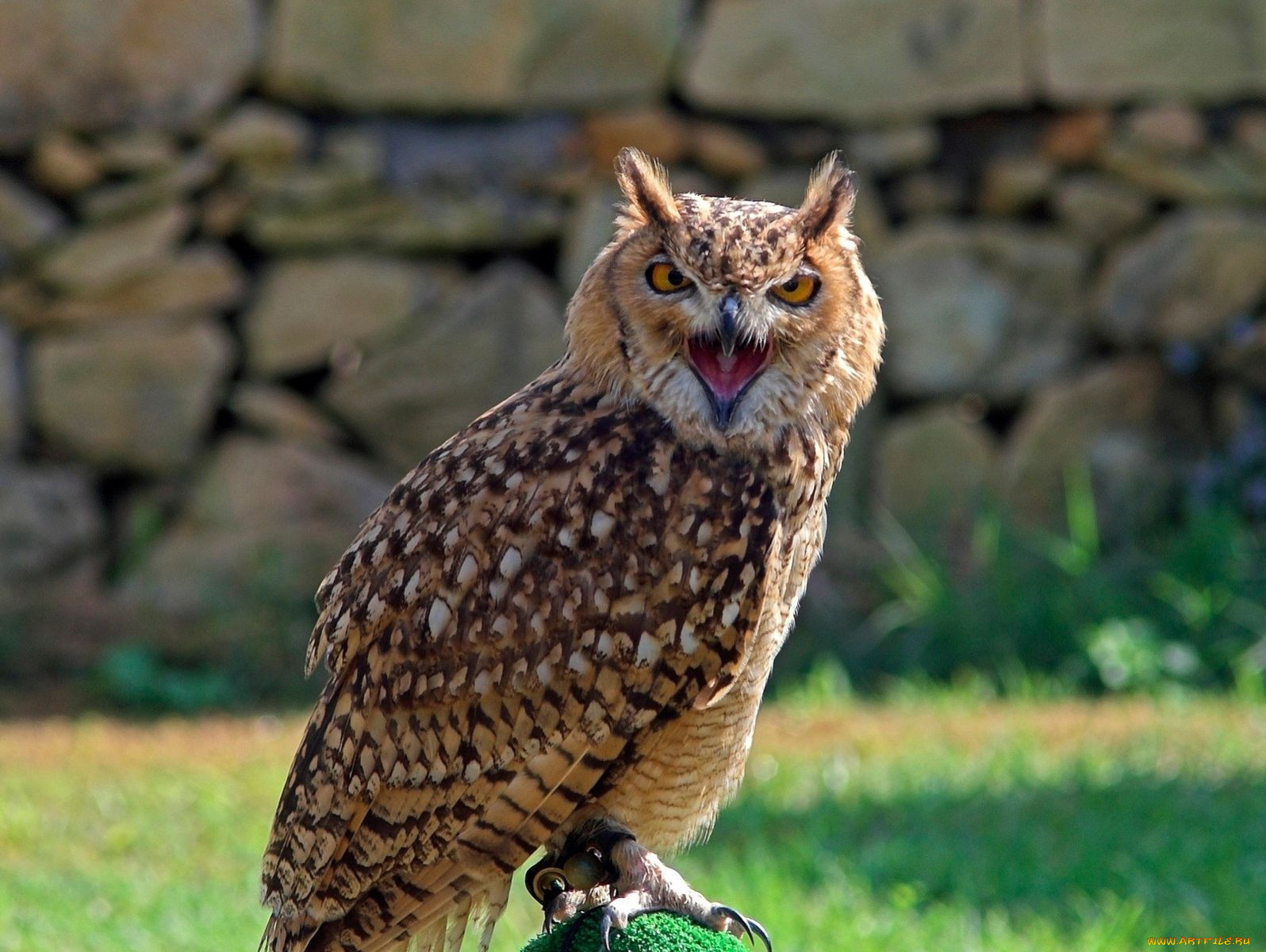 животные, совы