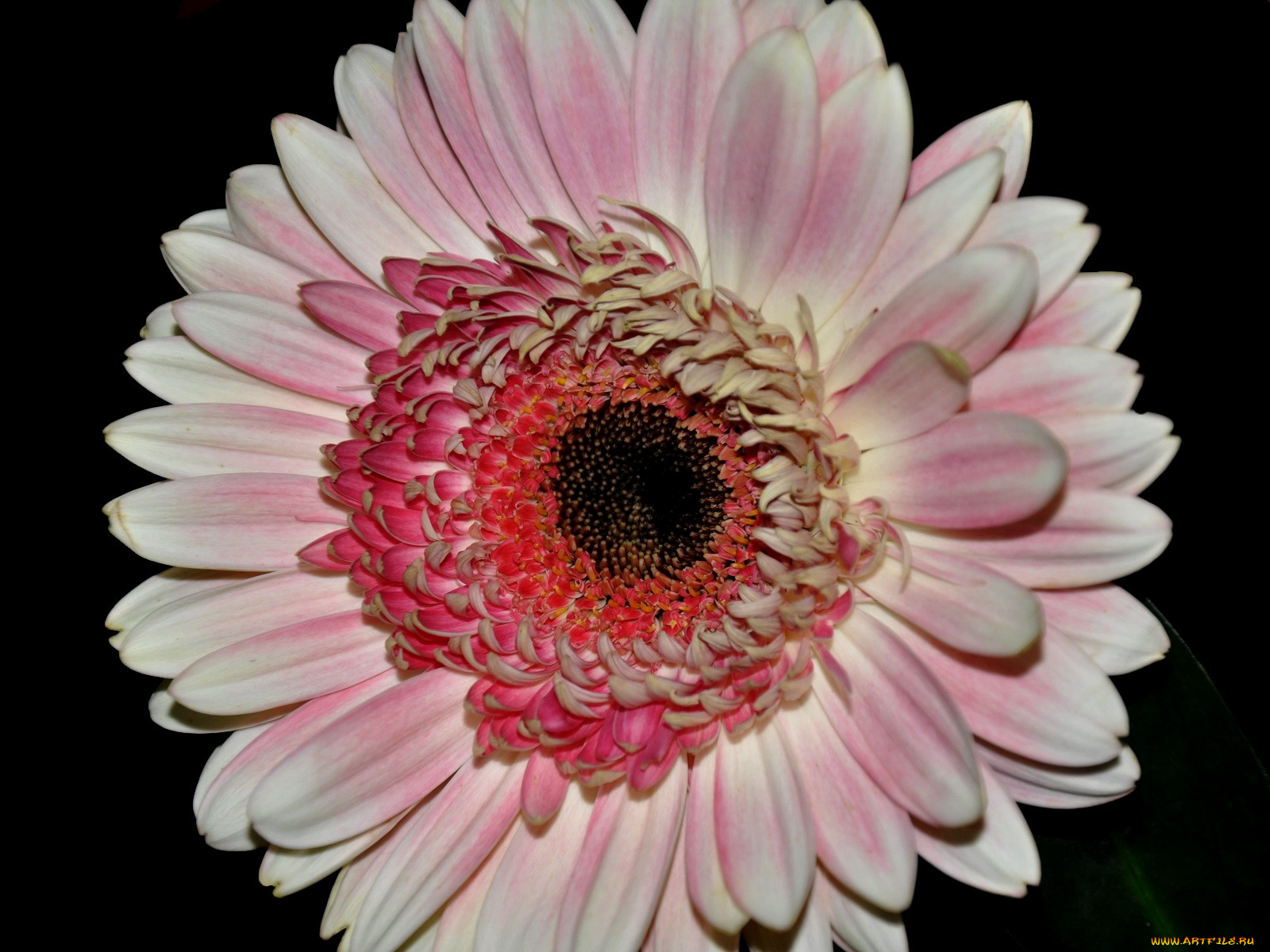 цветы, герберы