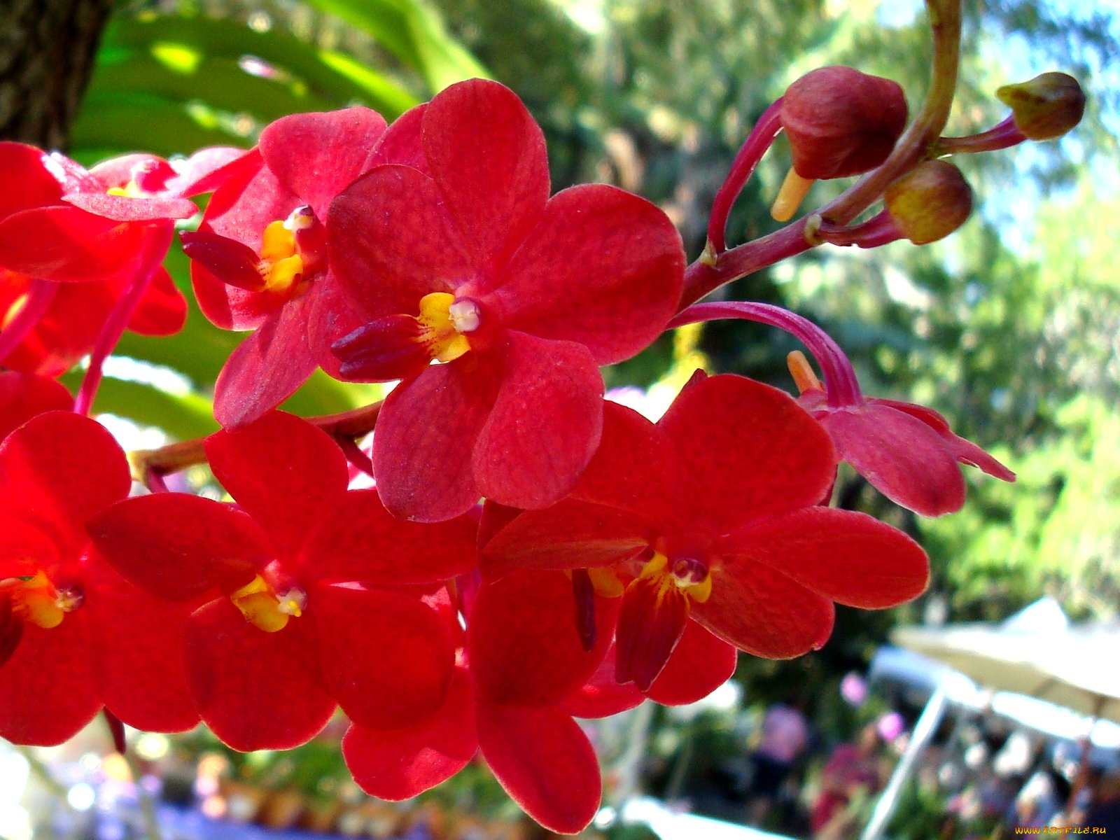 цветы, орхидеи