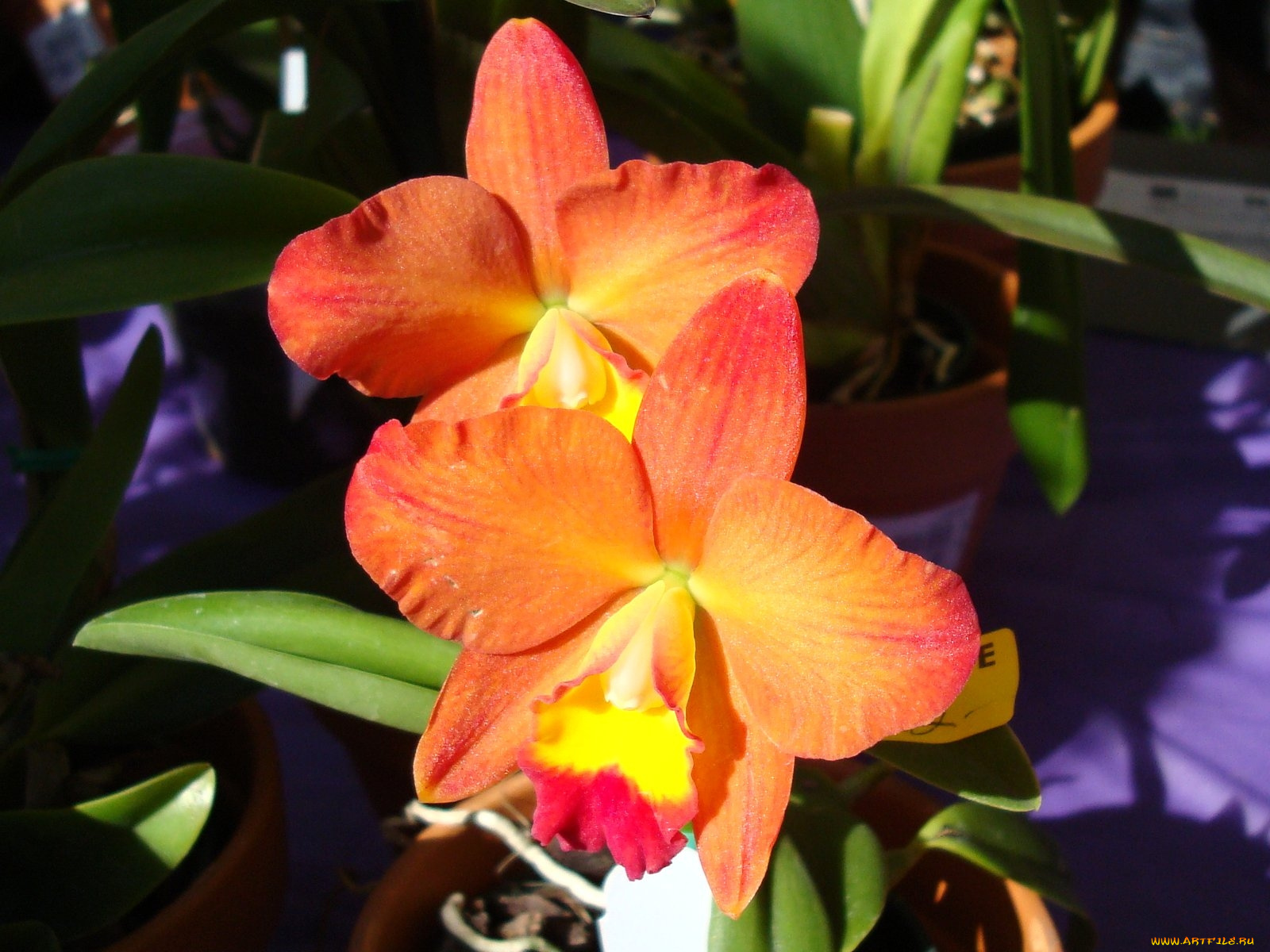 цветы, орхидеи