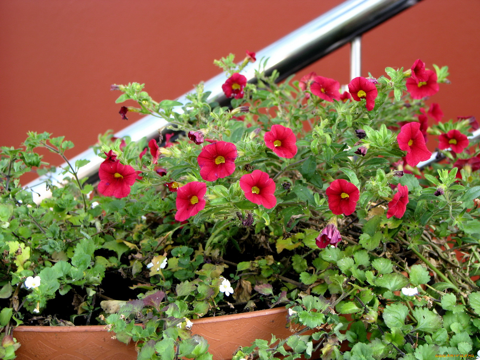 цветы, петунии, калибрахоа