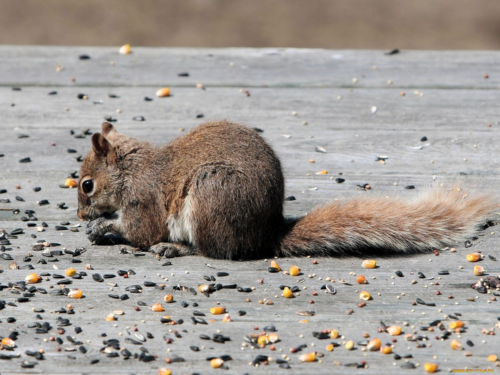 животные, белки