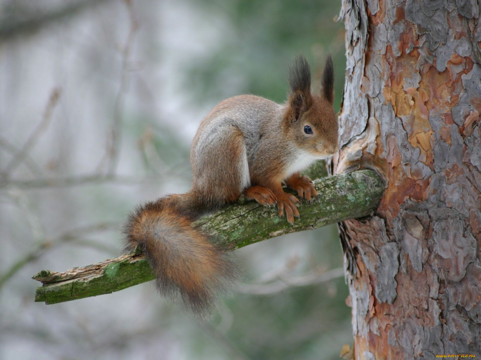 животные, белки