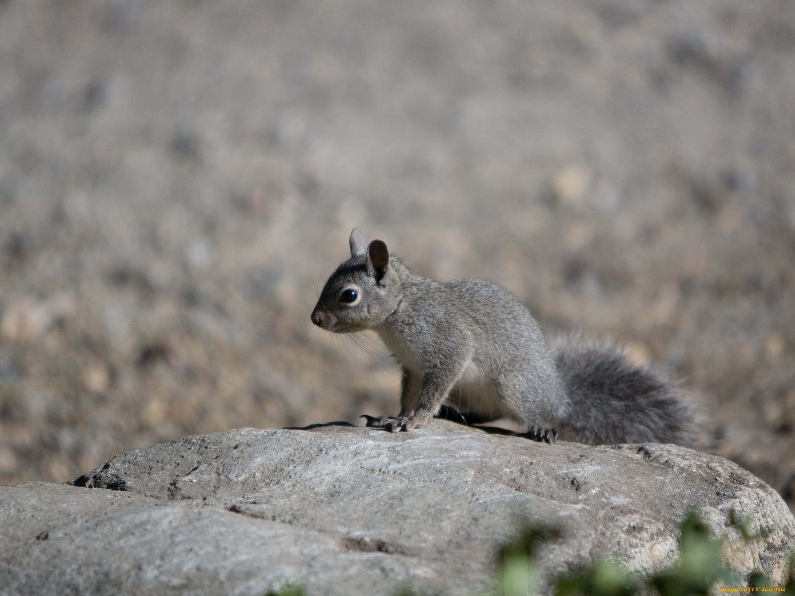 животные, белки