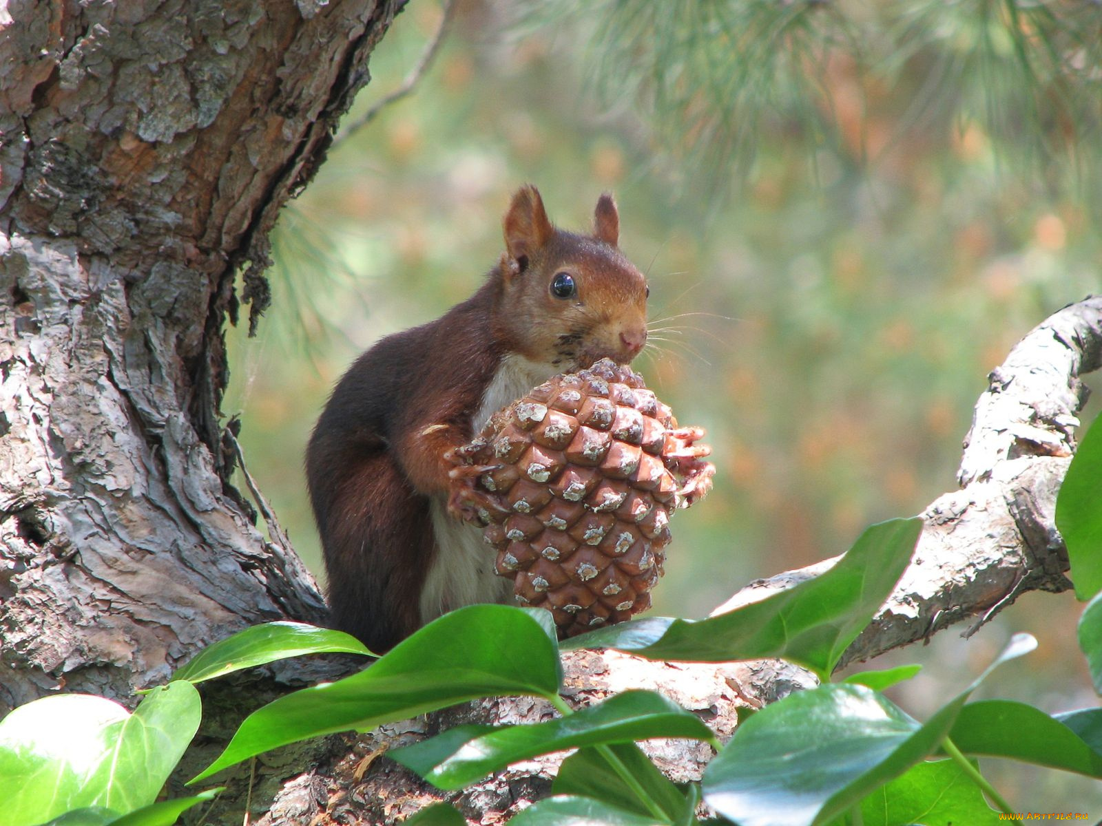 животные, белки