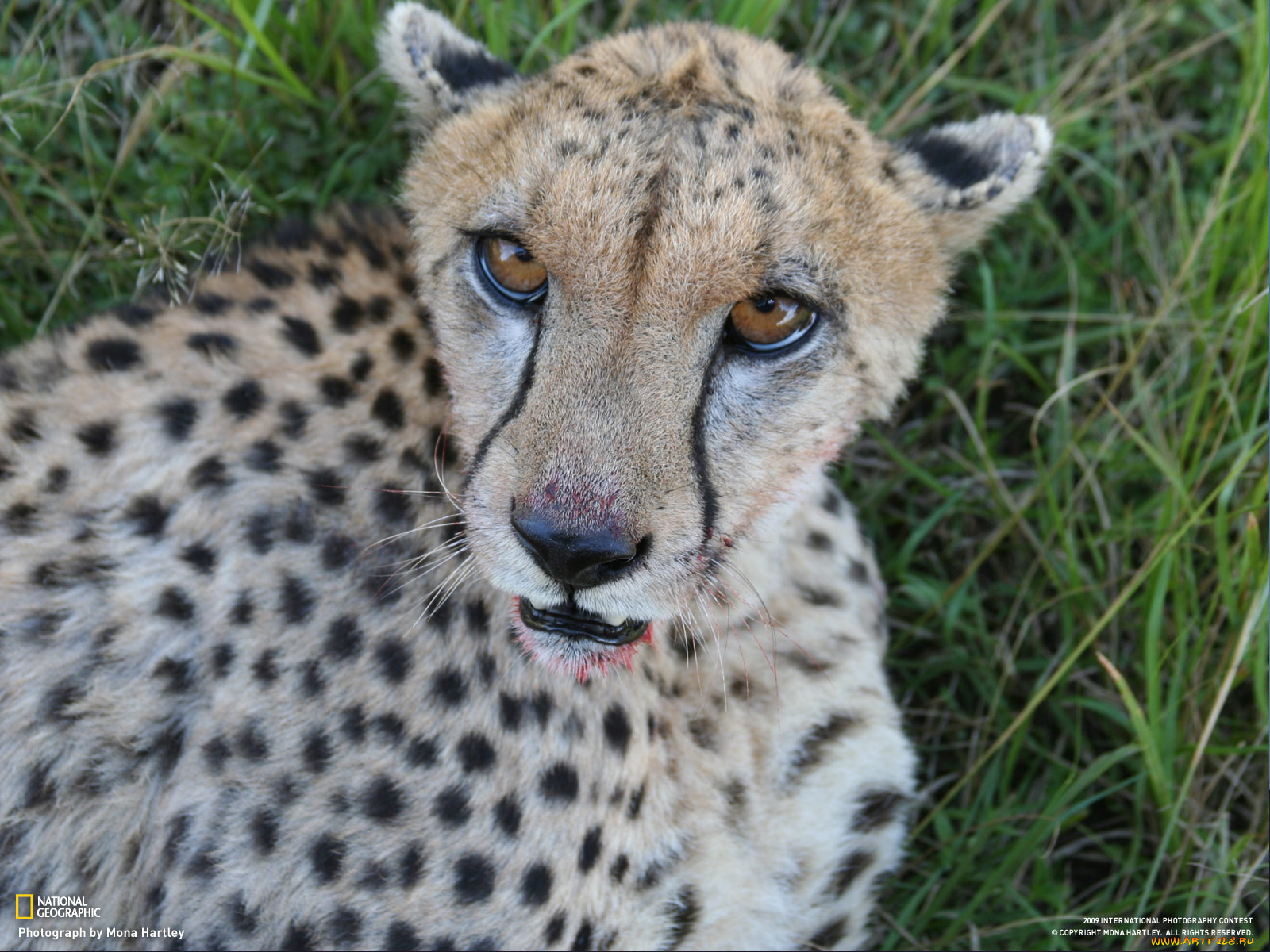 животные, гепарды