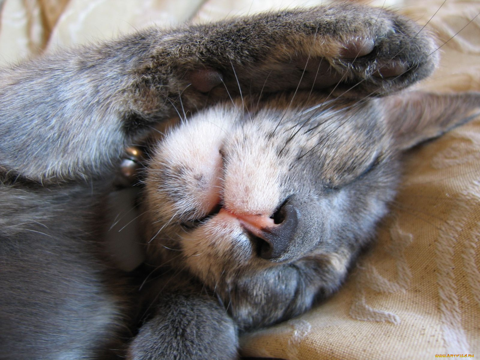 животные, коты