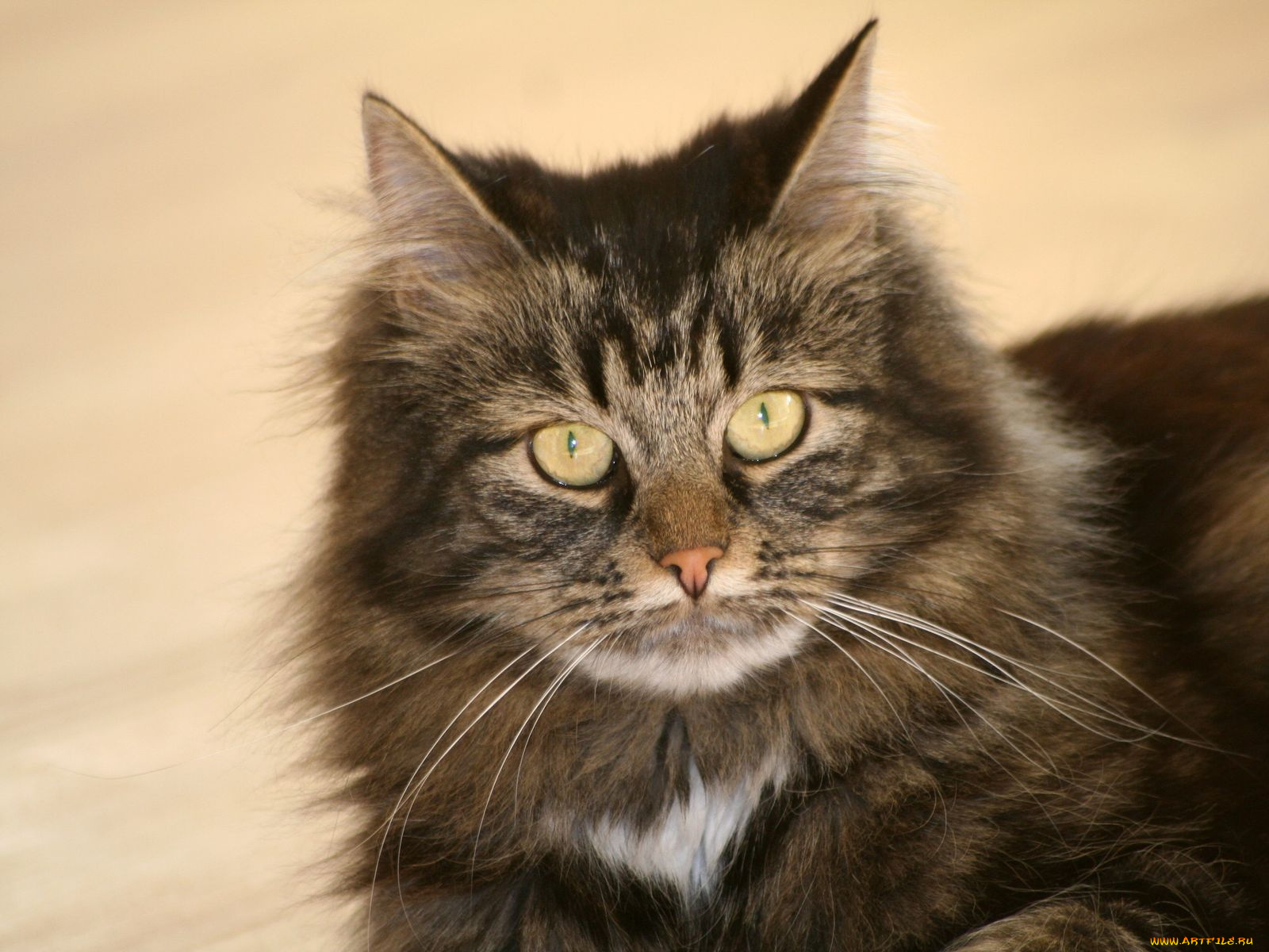 животные, коты