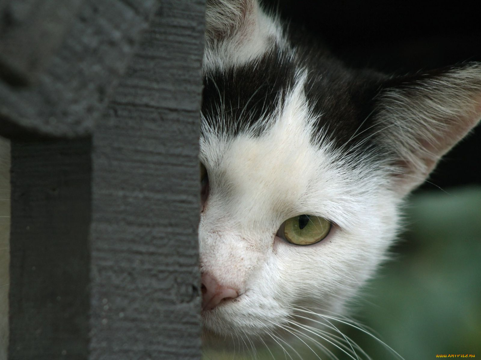 животные, коты