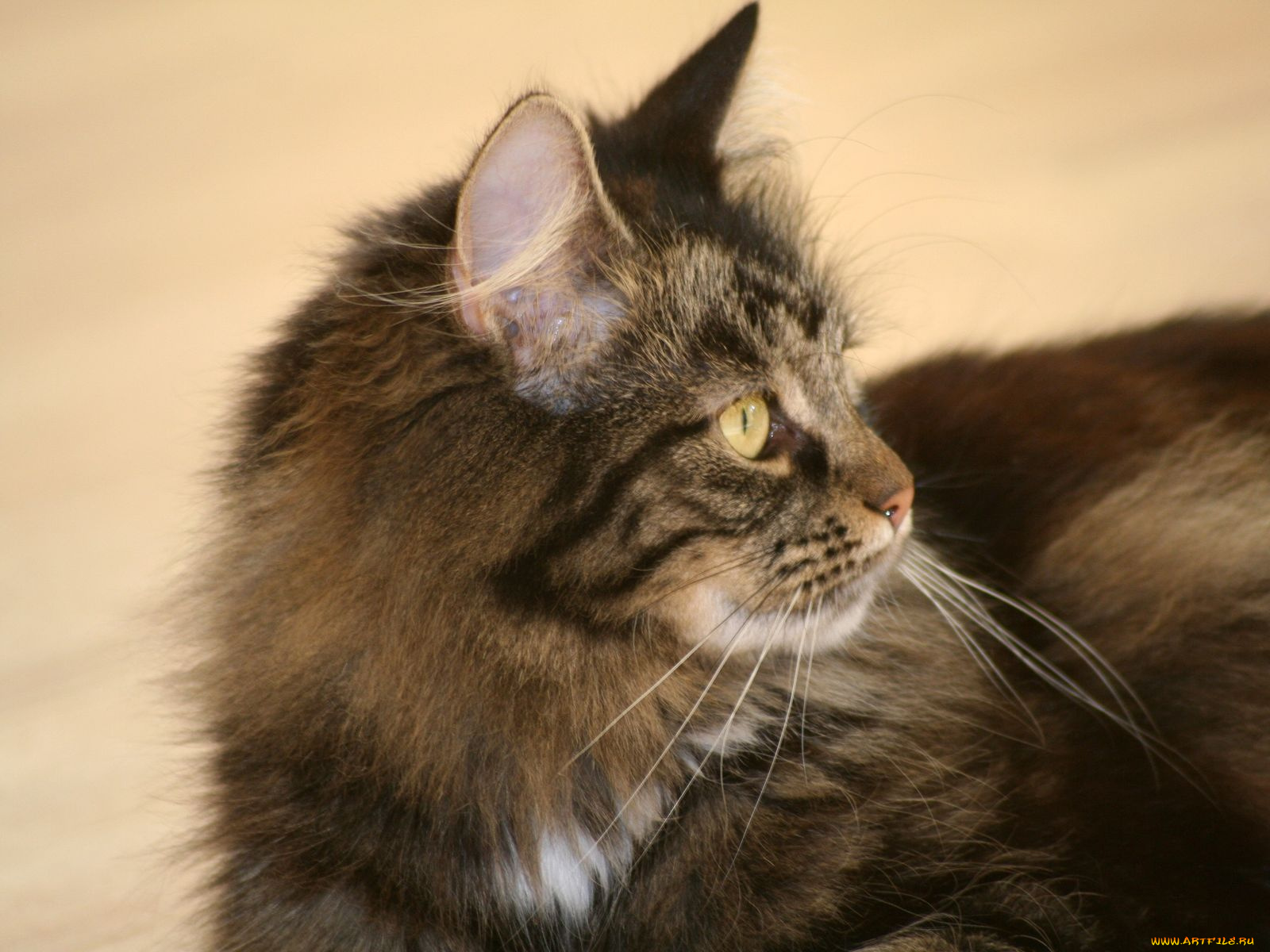 животные, коты