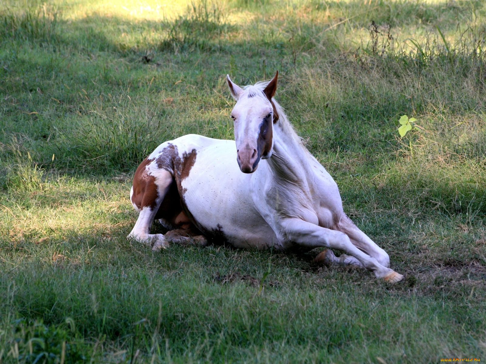 животные, лошади