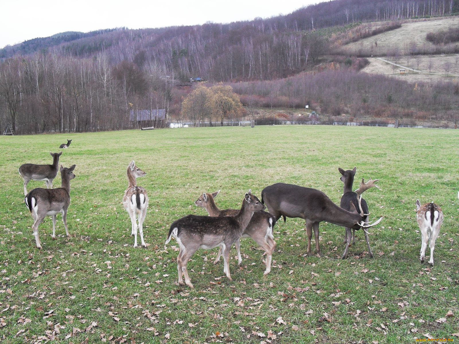 животные, олени