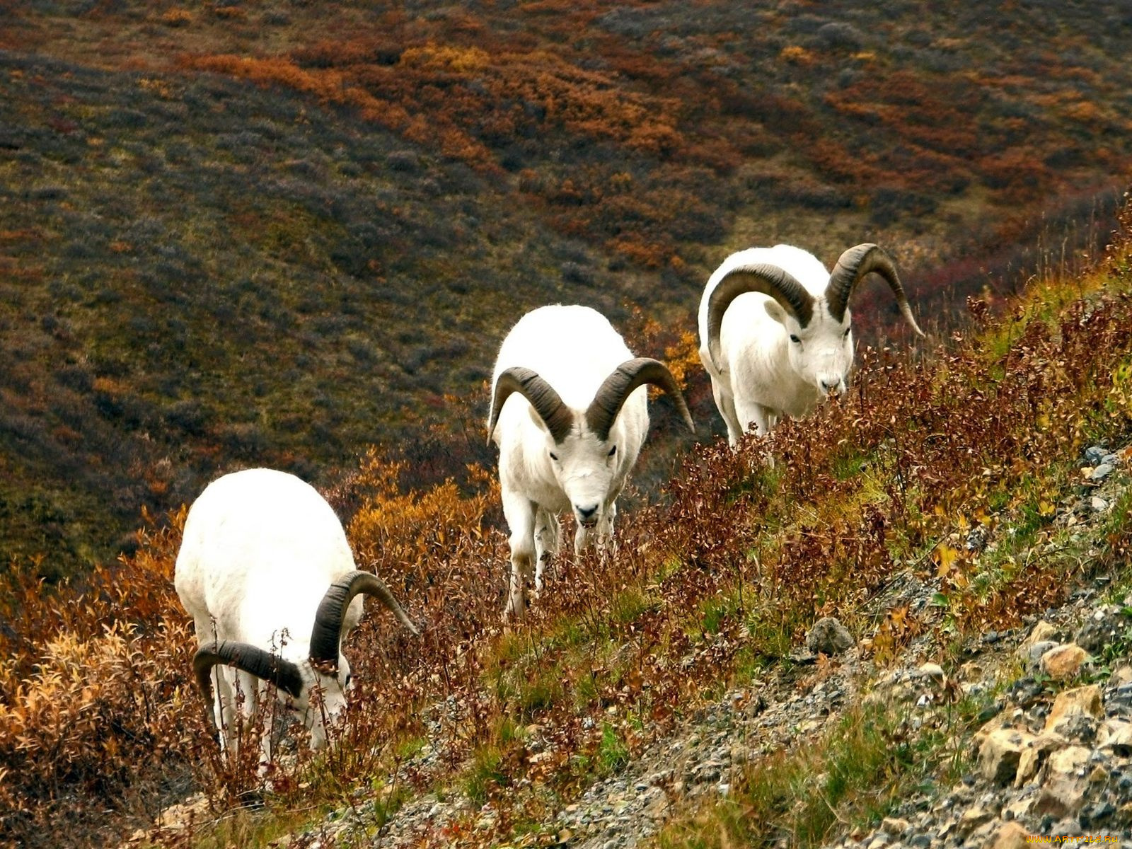 животные, овцы, бараны