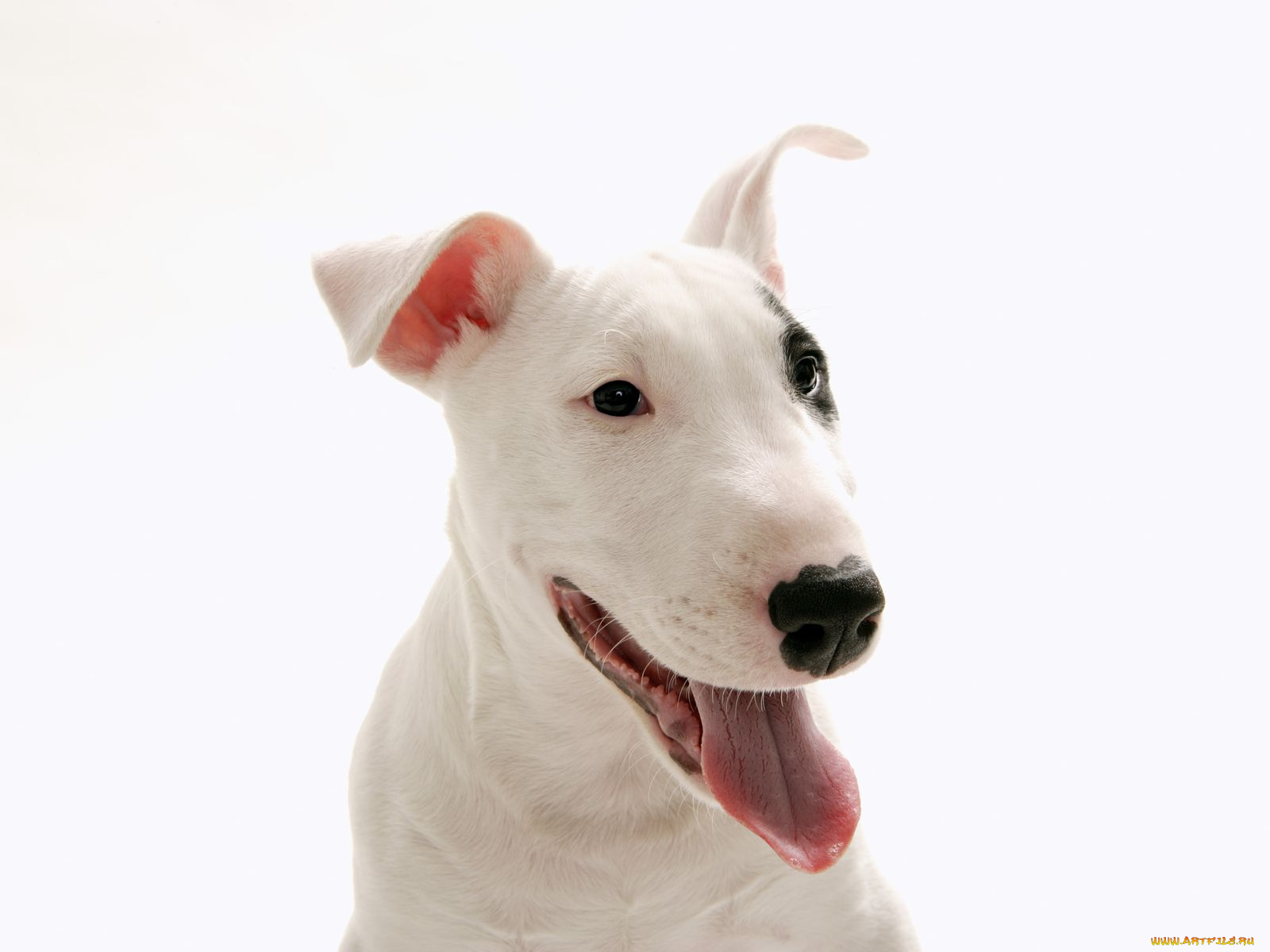 животные, собаки