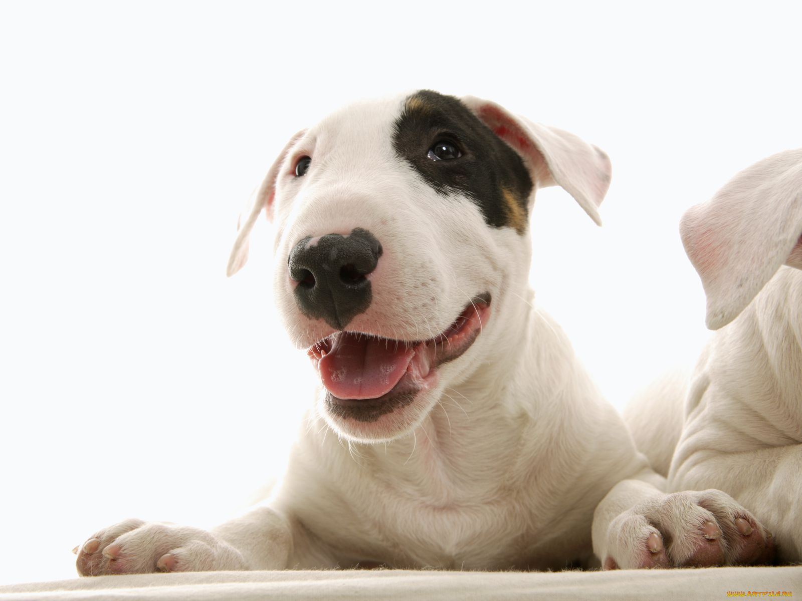 животные, собаки