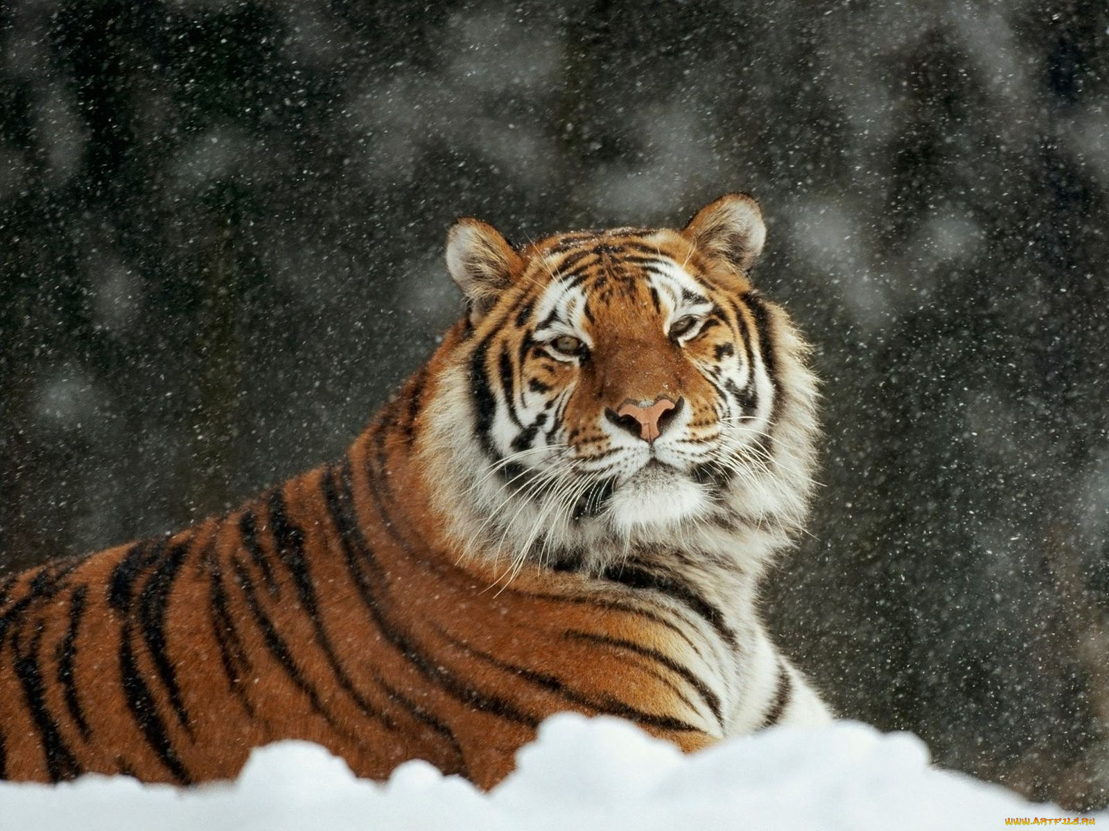 животные, тигры