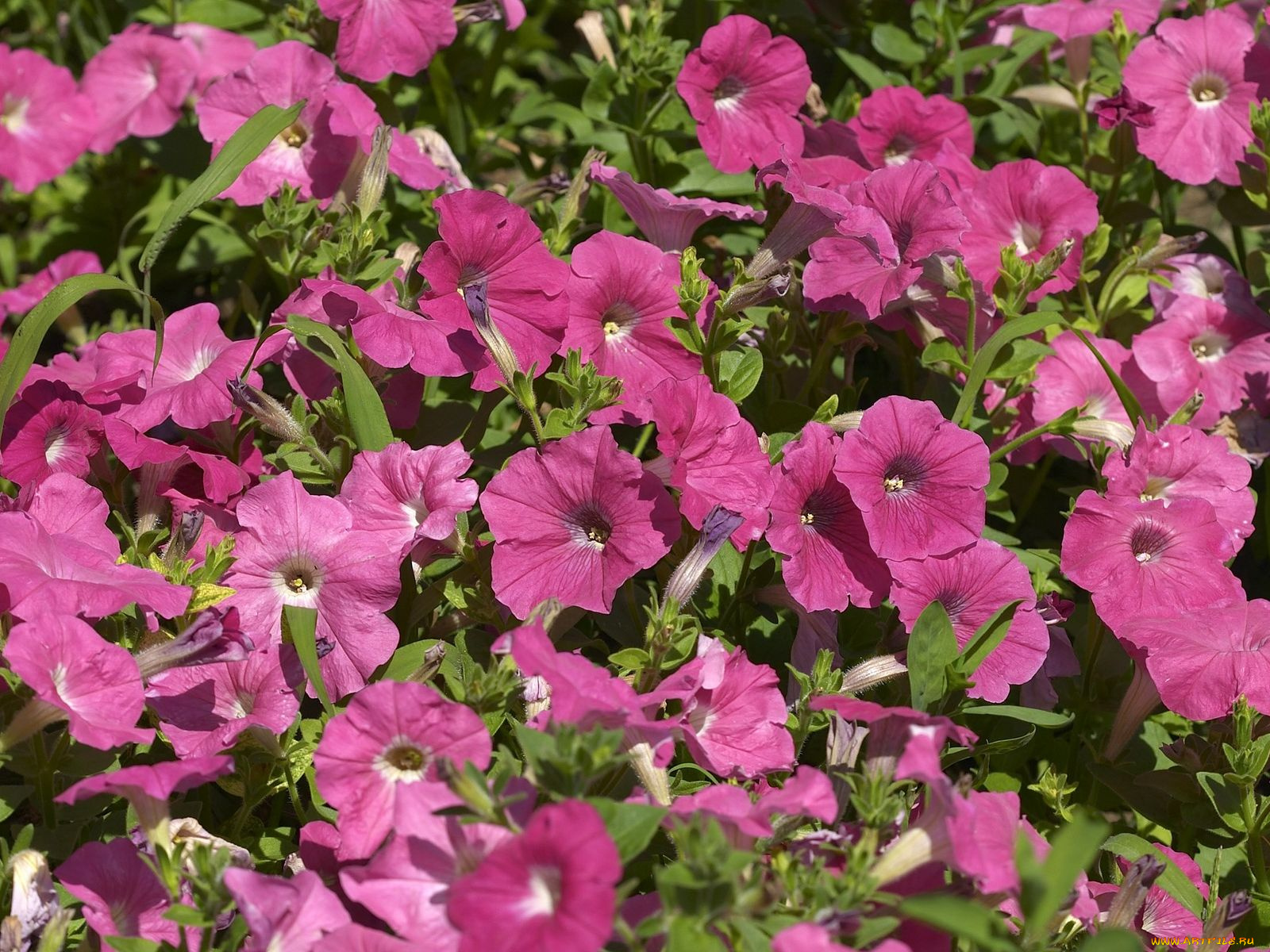 цветы, петунии, калибрахоа