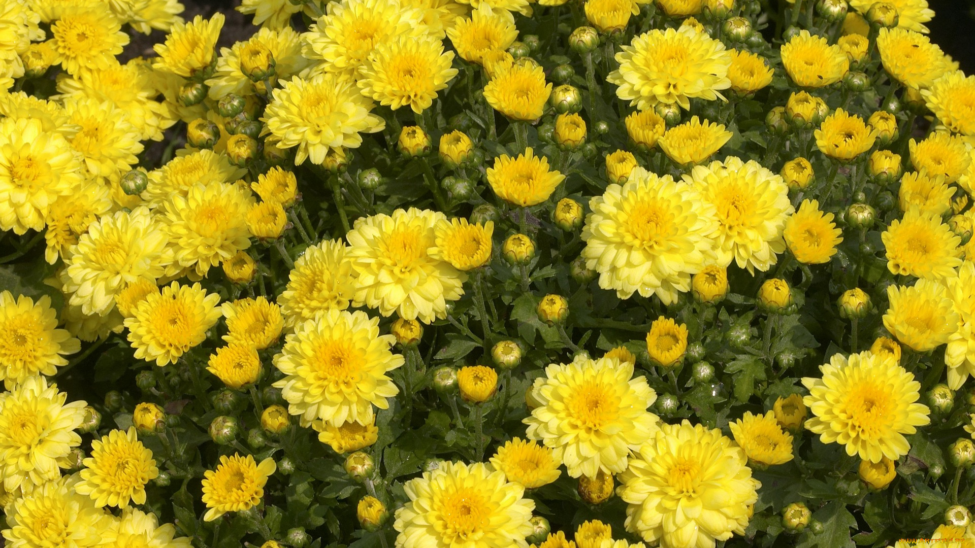 цветы, хризантемы