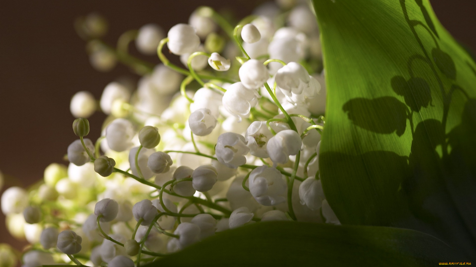 цветы, ландыши