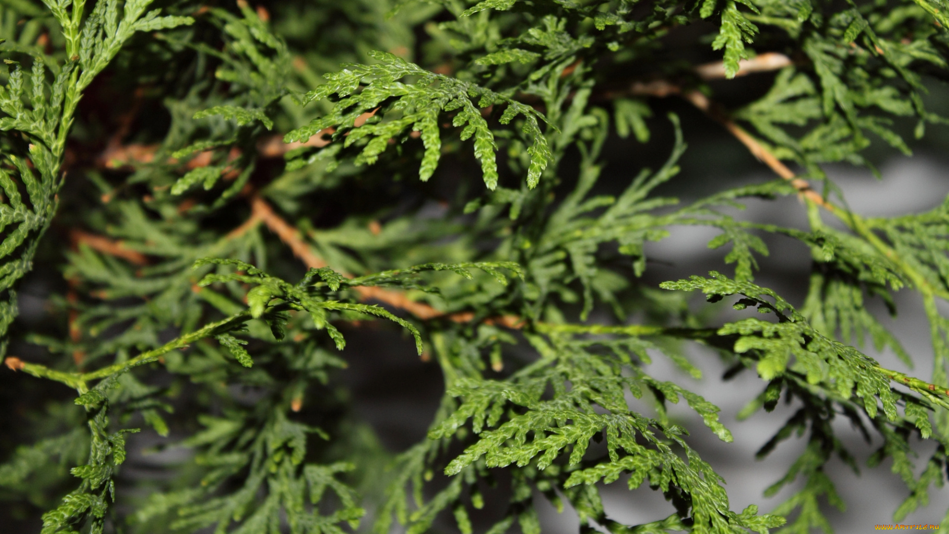 листья, природа