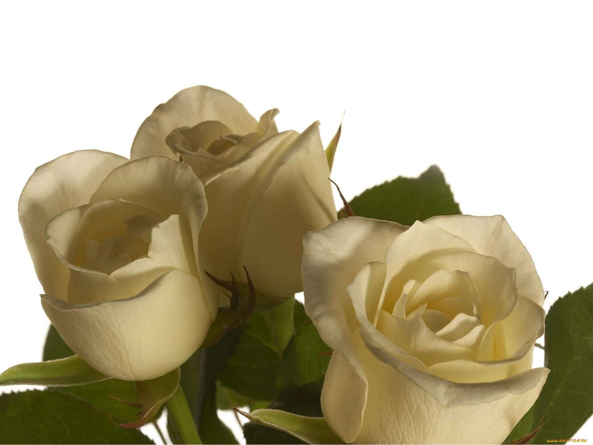 цветы, розы