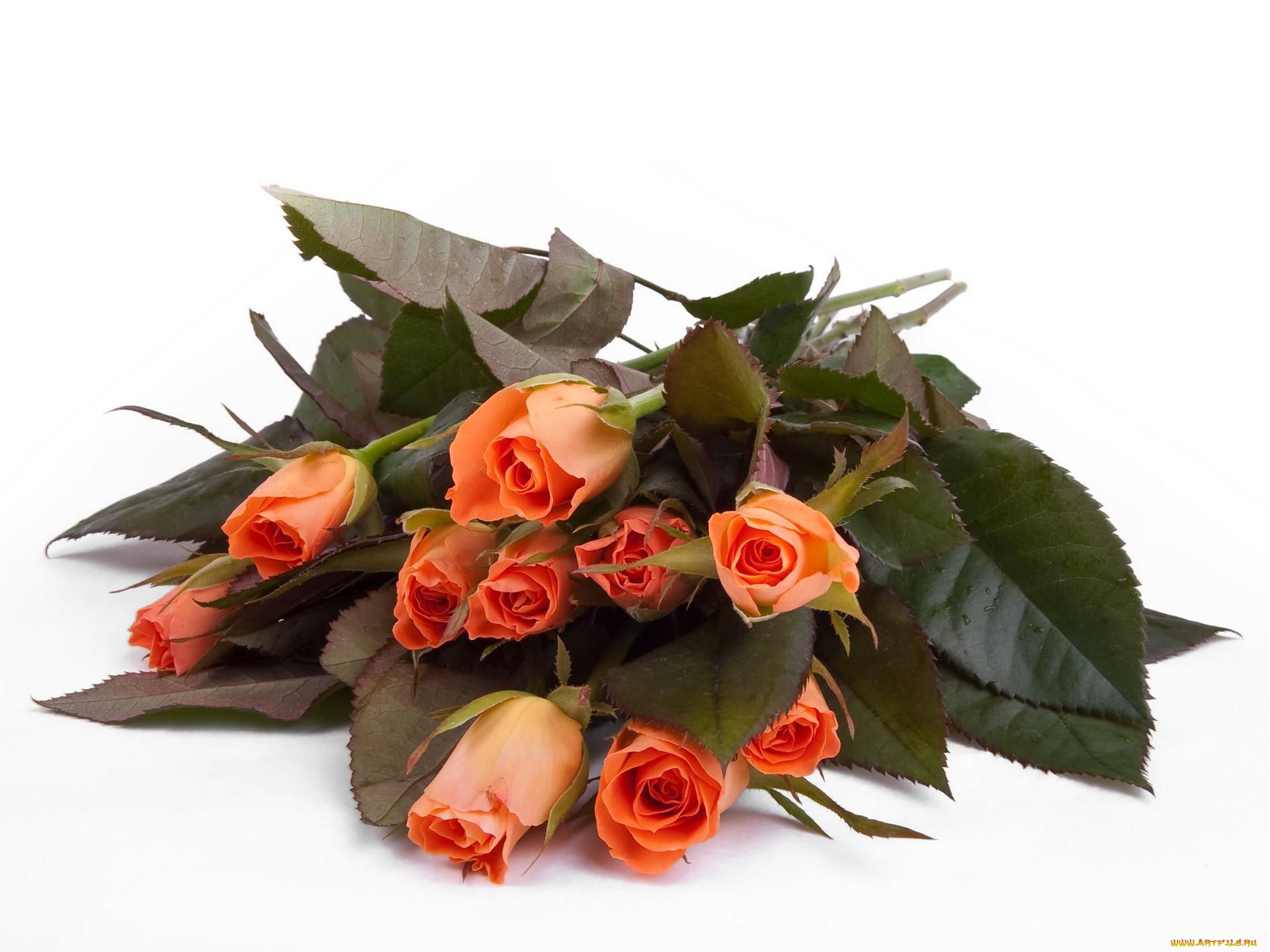 цветы, розы