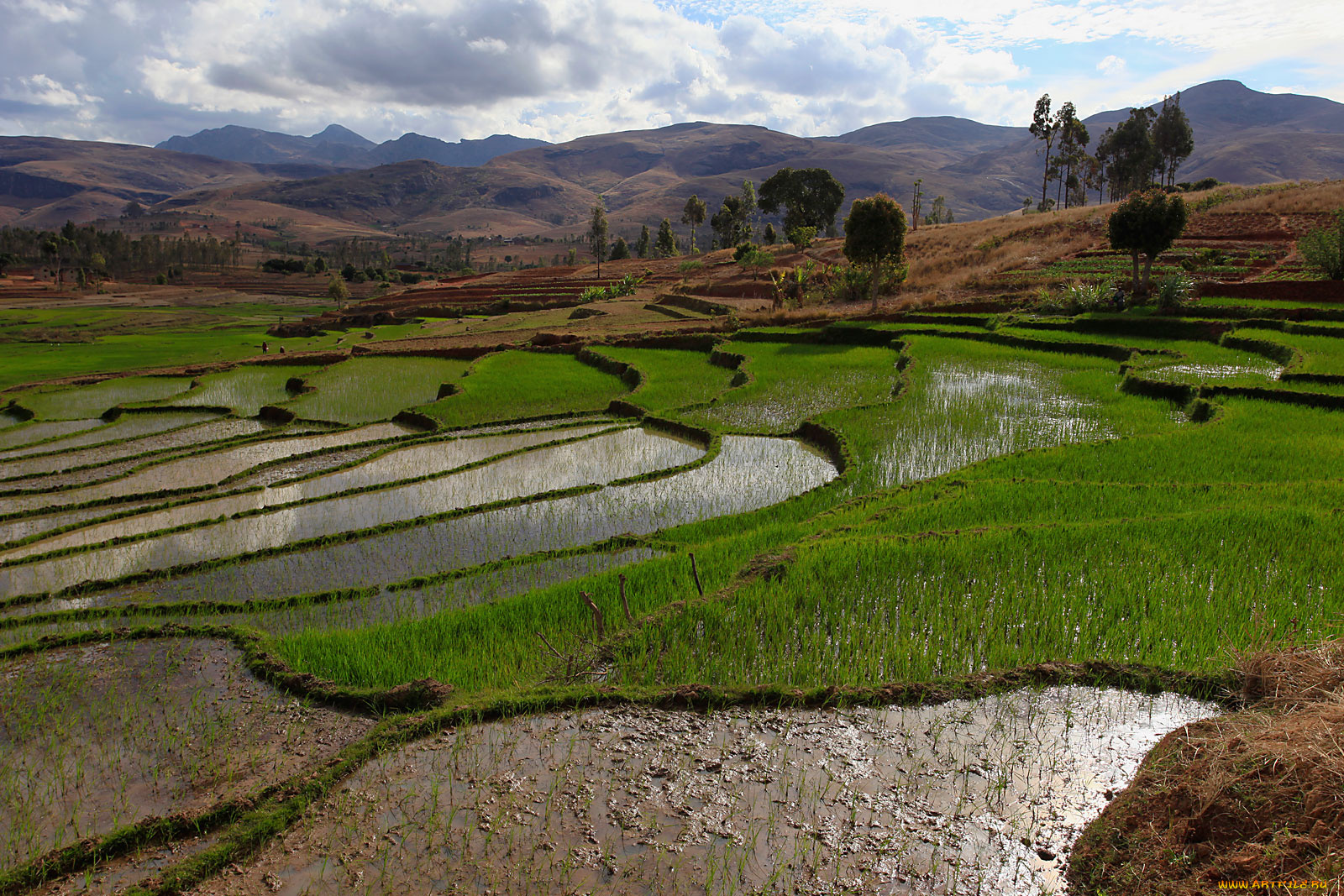 рисовые, поля, мадагаскар, природа, деревья, горы