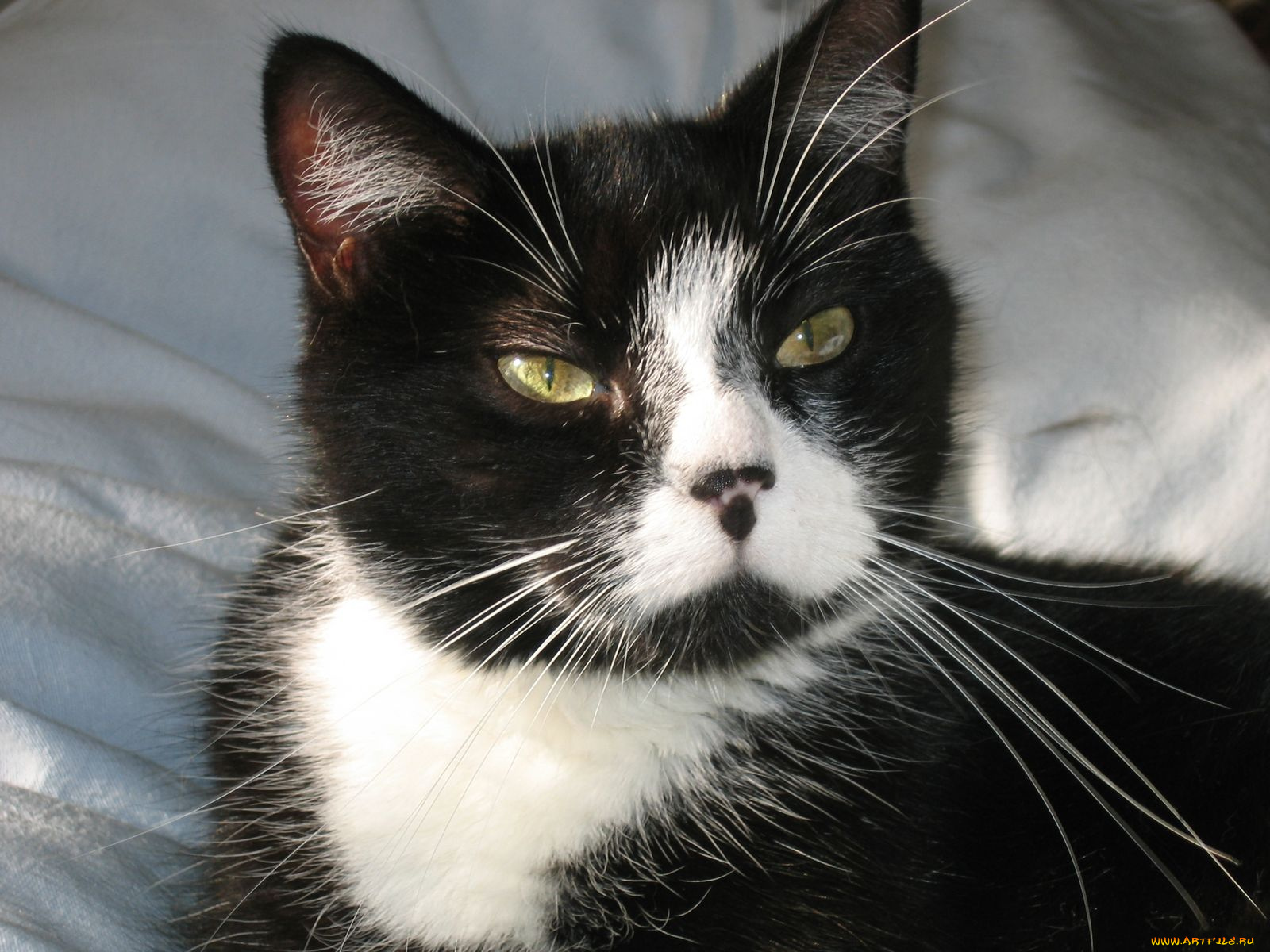 животные, коты, cat