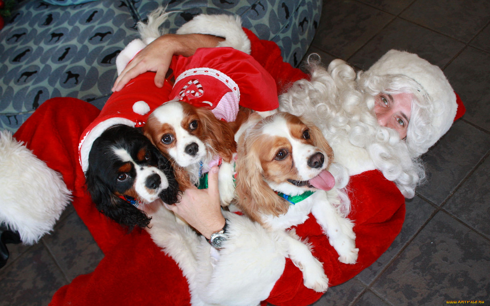 животные, собаки, дед, мороз, щенки