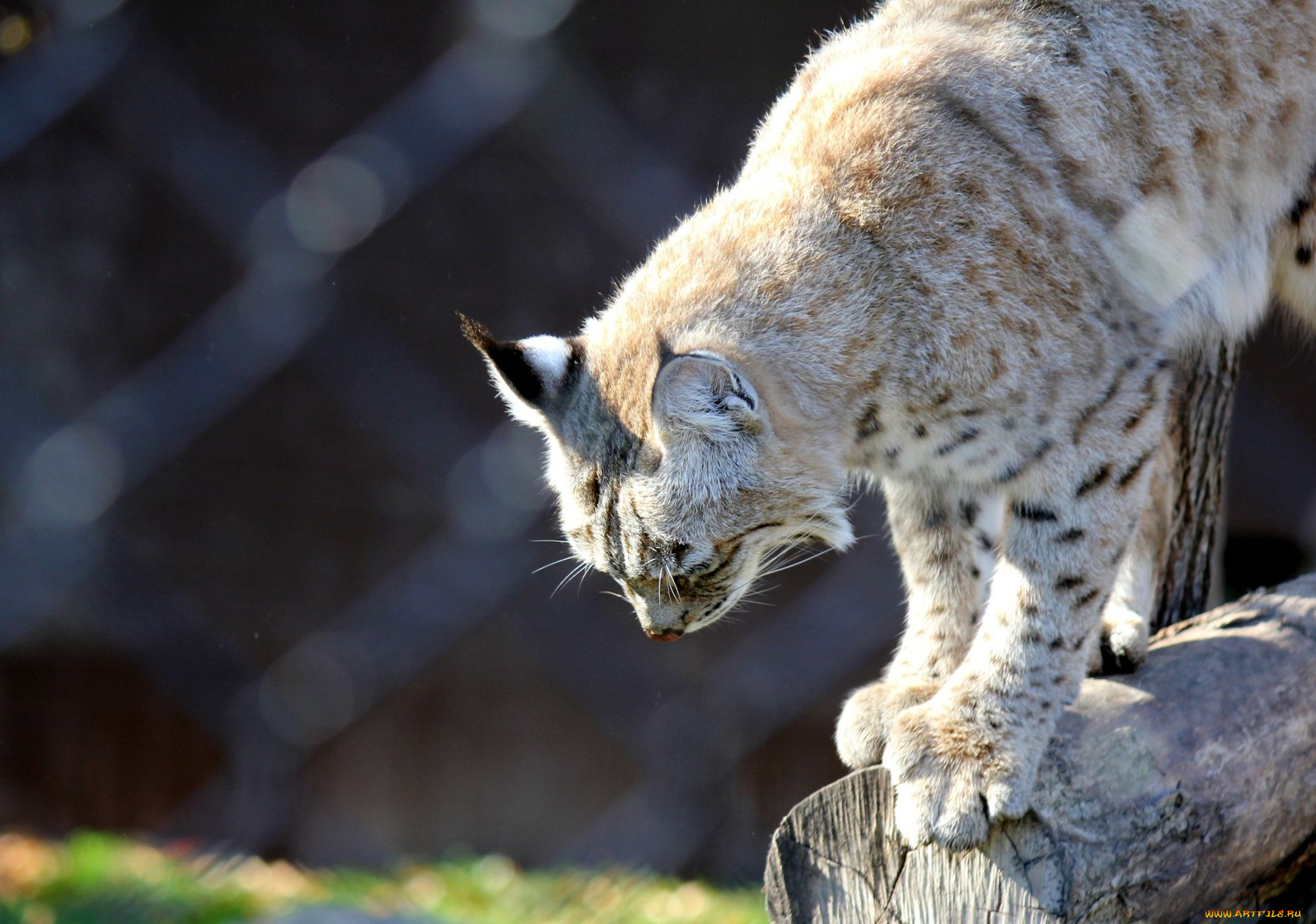 животные, рыси, bobcat