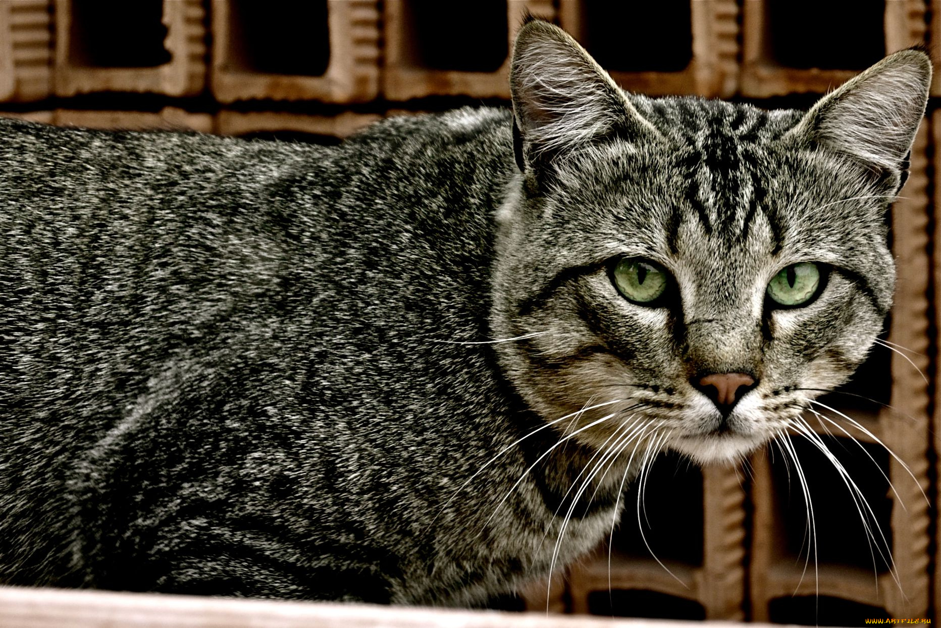 животные, коты, cat