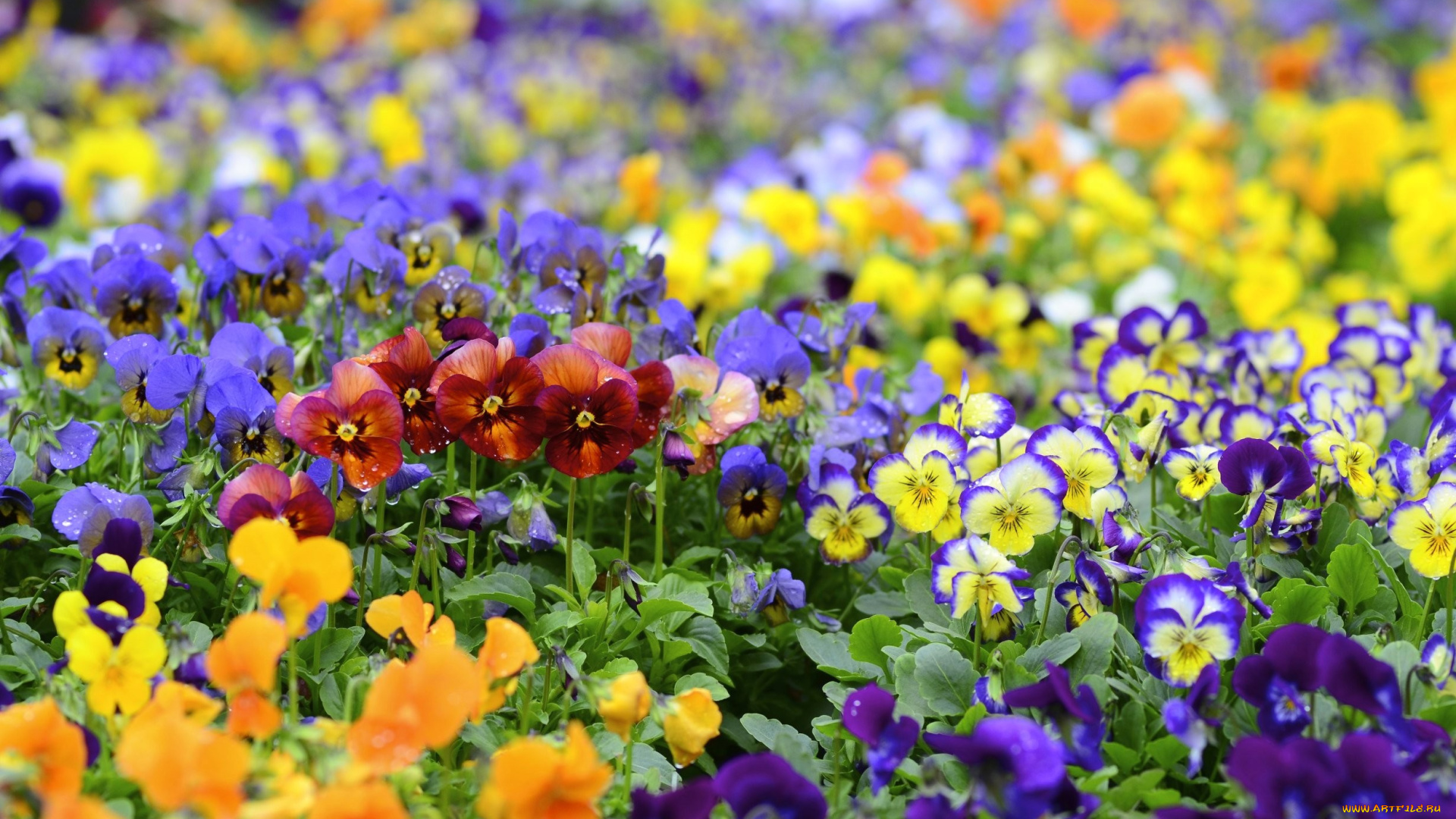 цветы, анютины, глазки, садовые, фиалки, разноцветный, пестрый, много