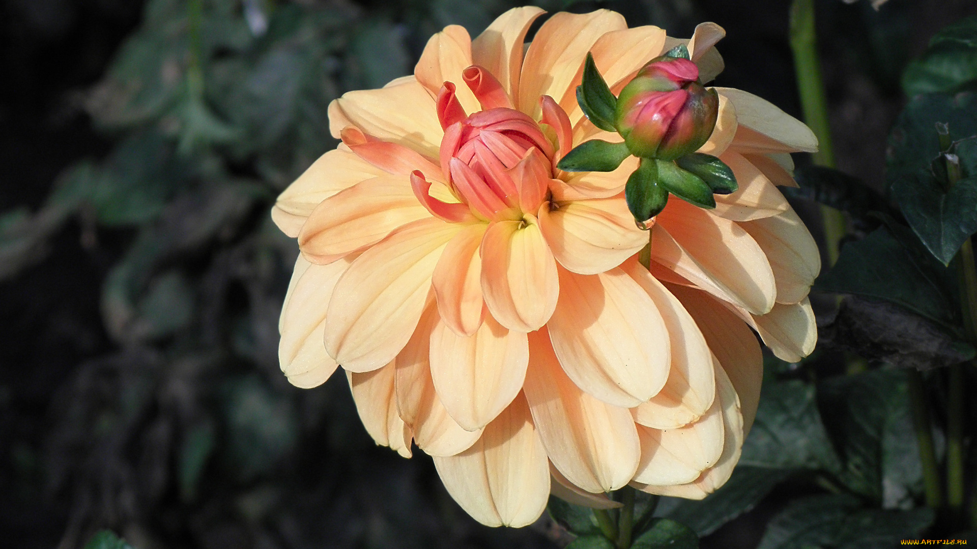 цветы, георгины, бутон