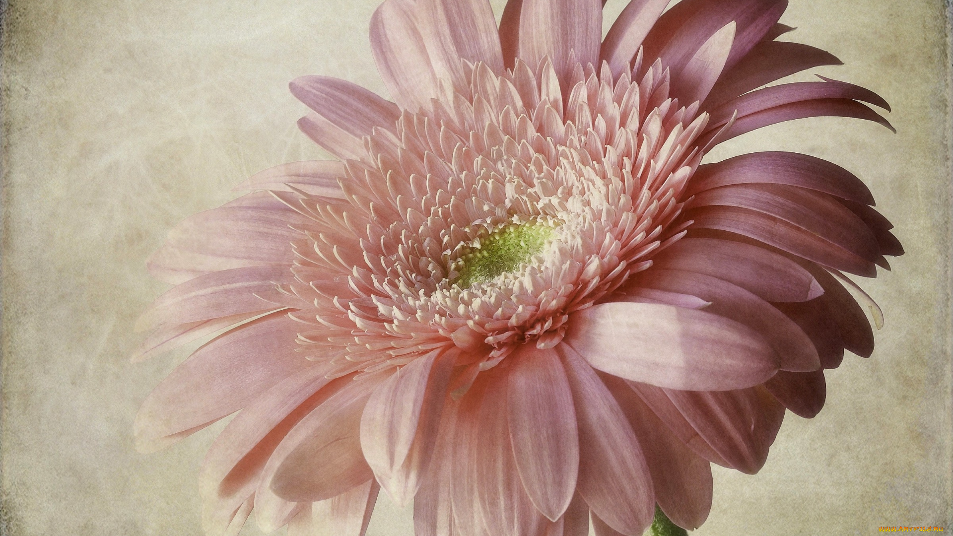 цветы, герберы, бледно-розовый, большой