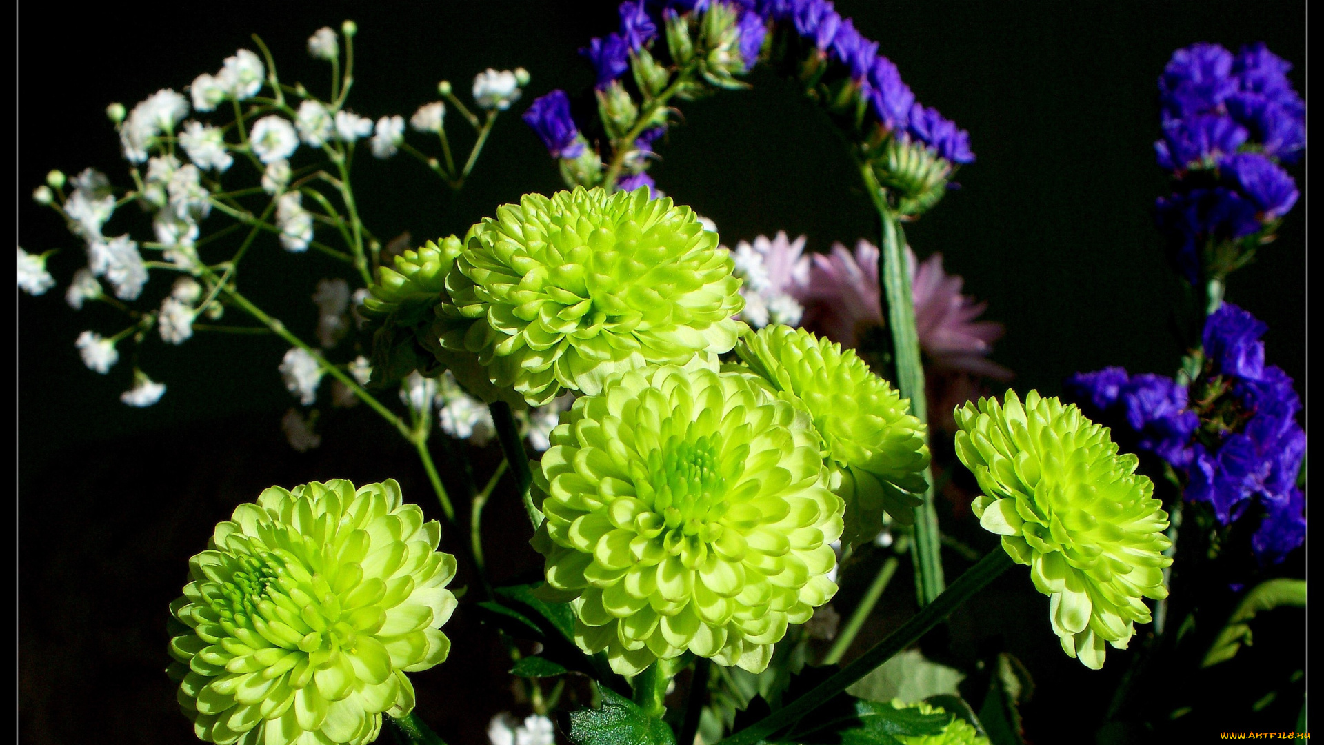 цветы, разные, вместе, тёмный, зеленый