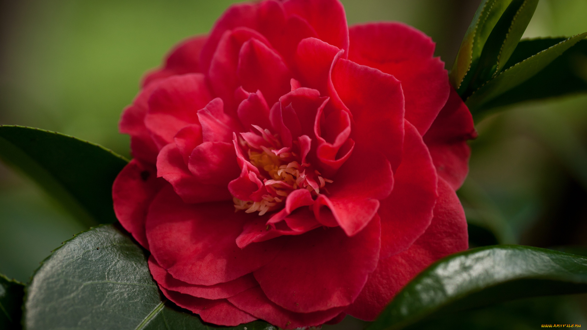 камелия, цветы, камелии, большой, красный