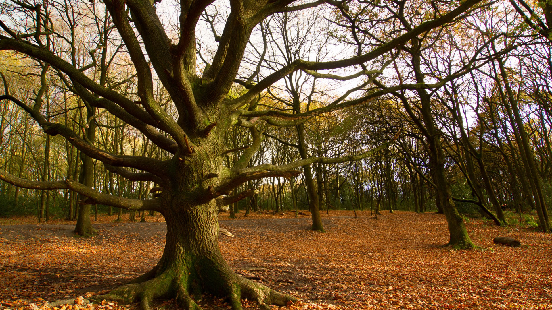природа, деревья, осень, листья