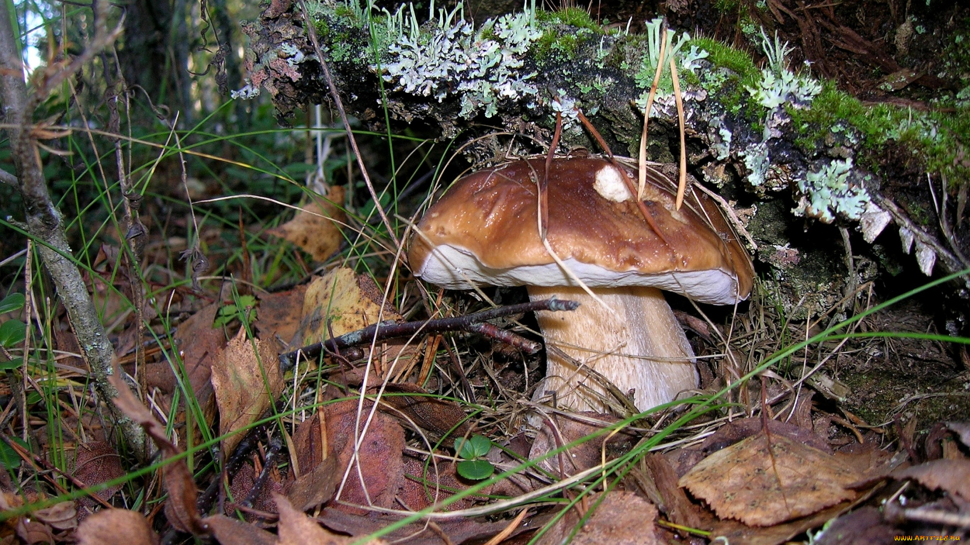 природа, грибы, боровик, белый, гриб, листья, мох