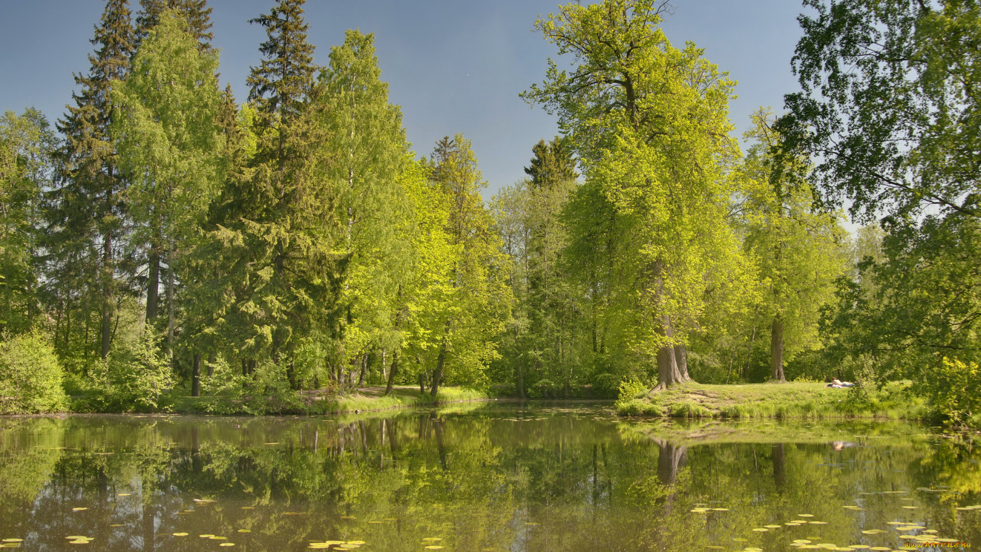 природа, реки, озера, река, деревья