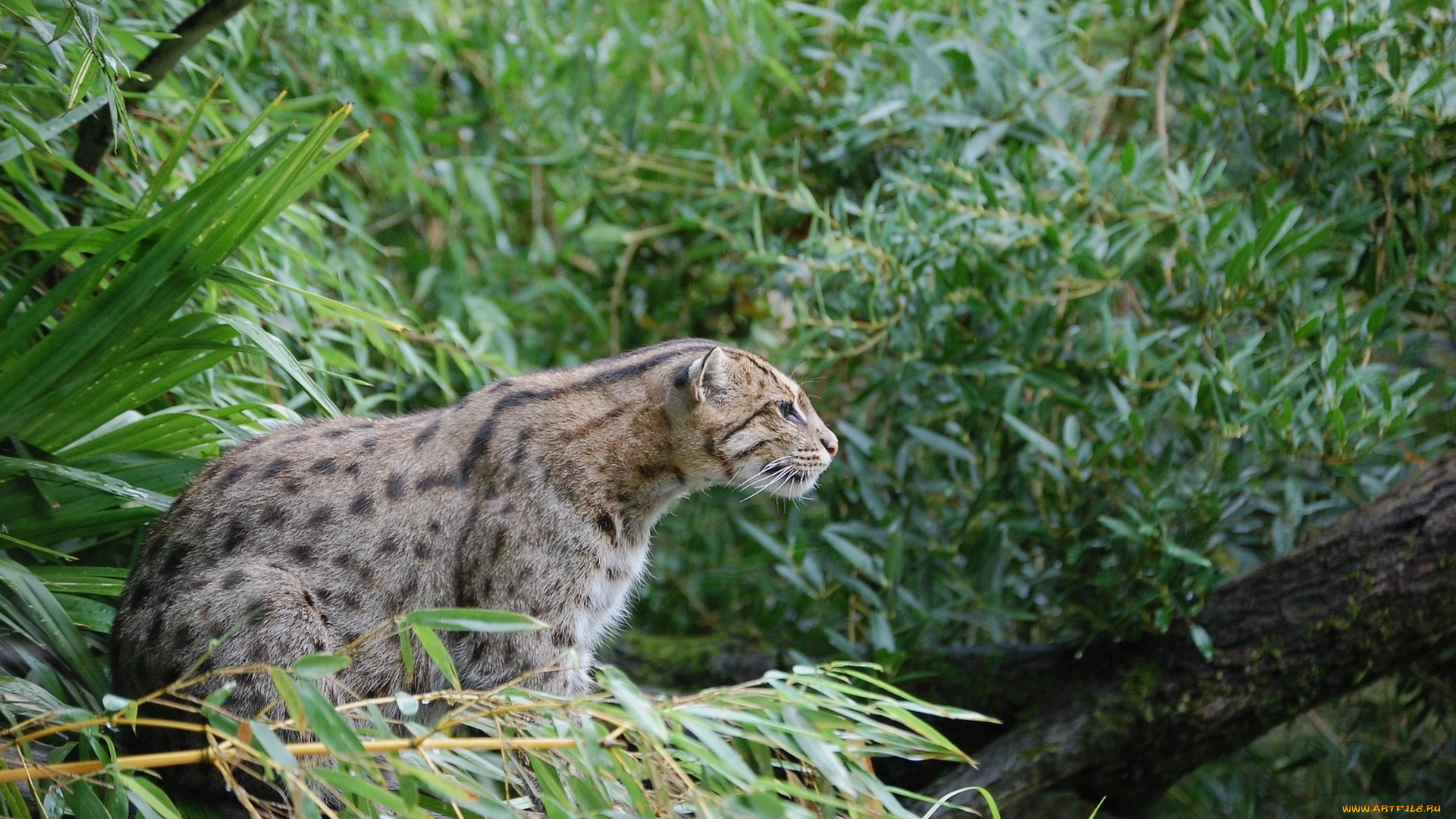 животные, дикие, кошки, кот, дикий, камышовый