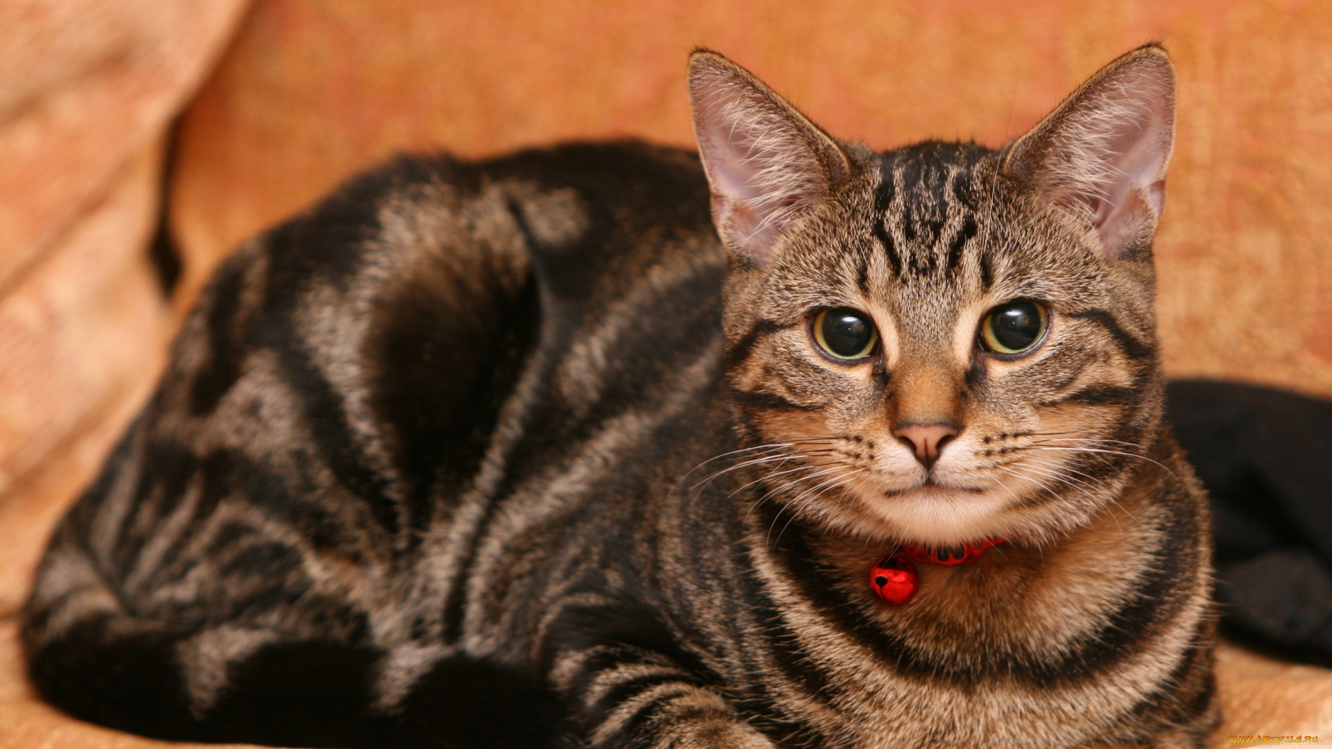 животные, коты, cat