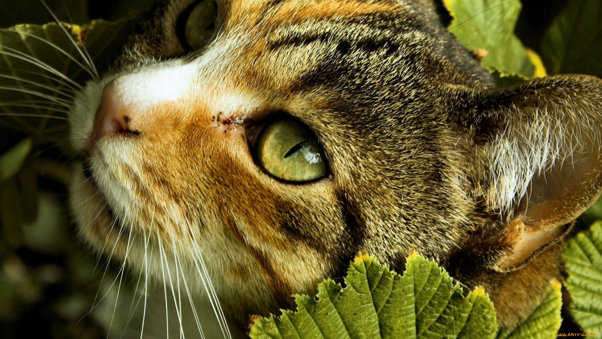 животные, коты, cat