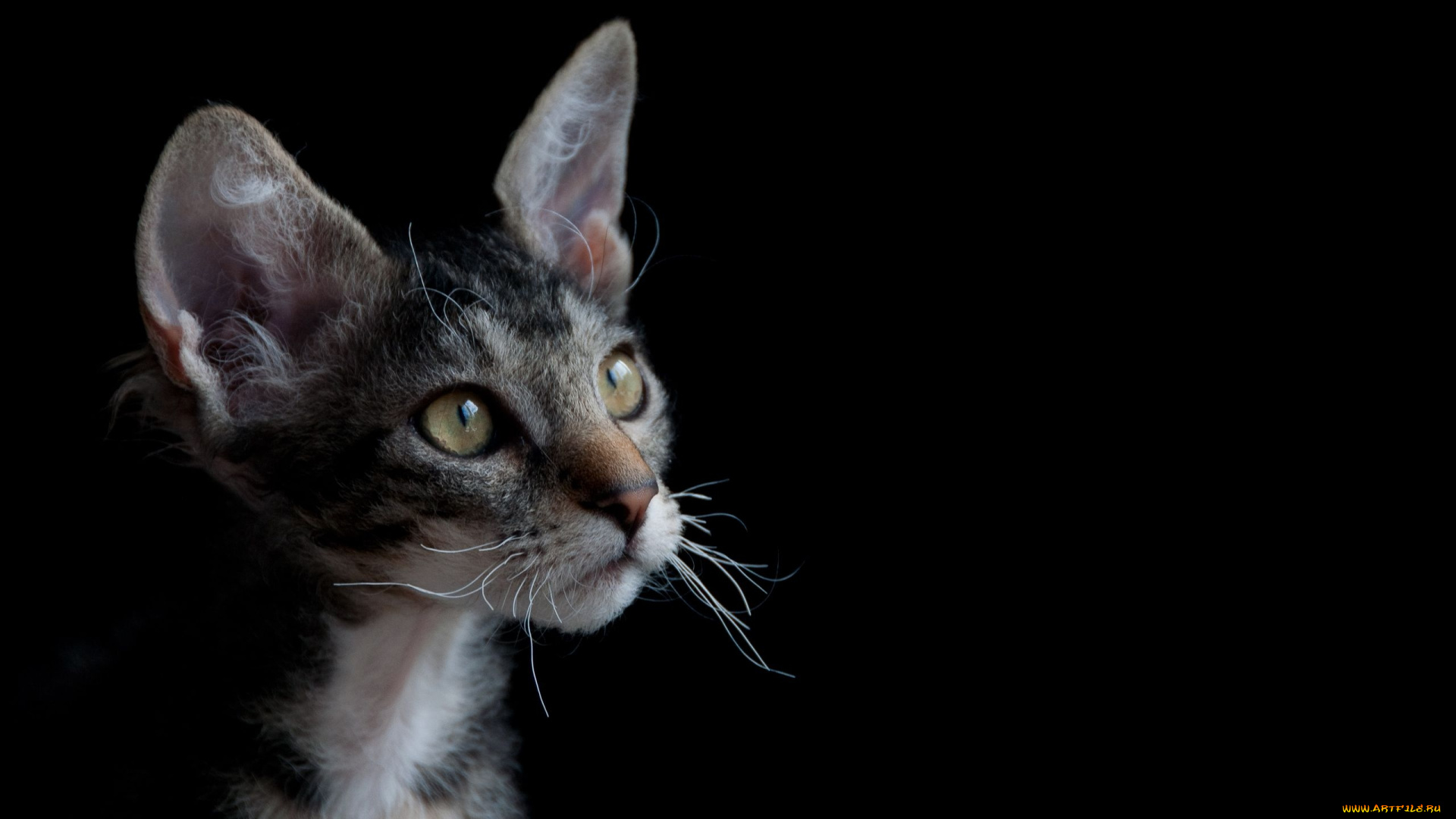 животные, коты, cat, уши