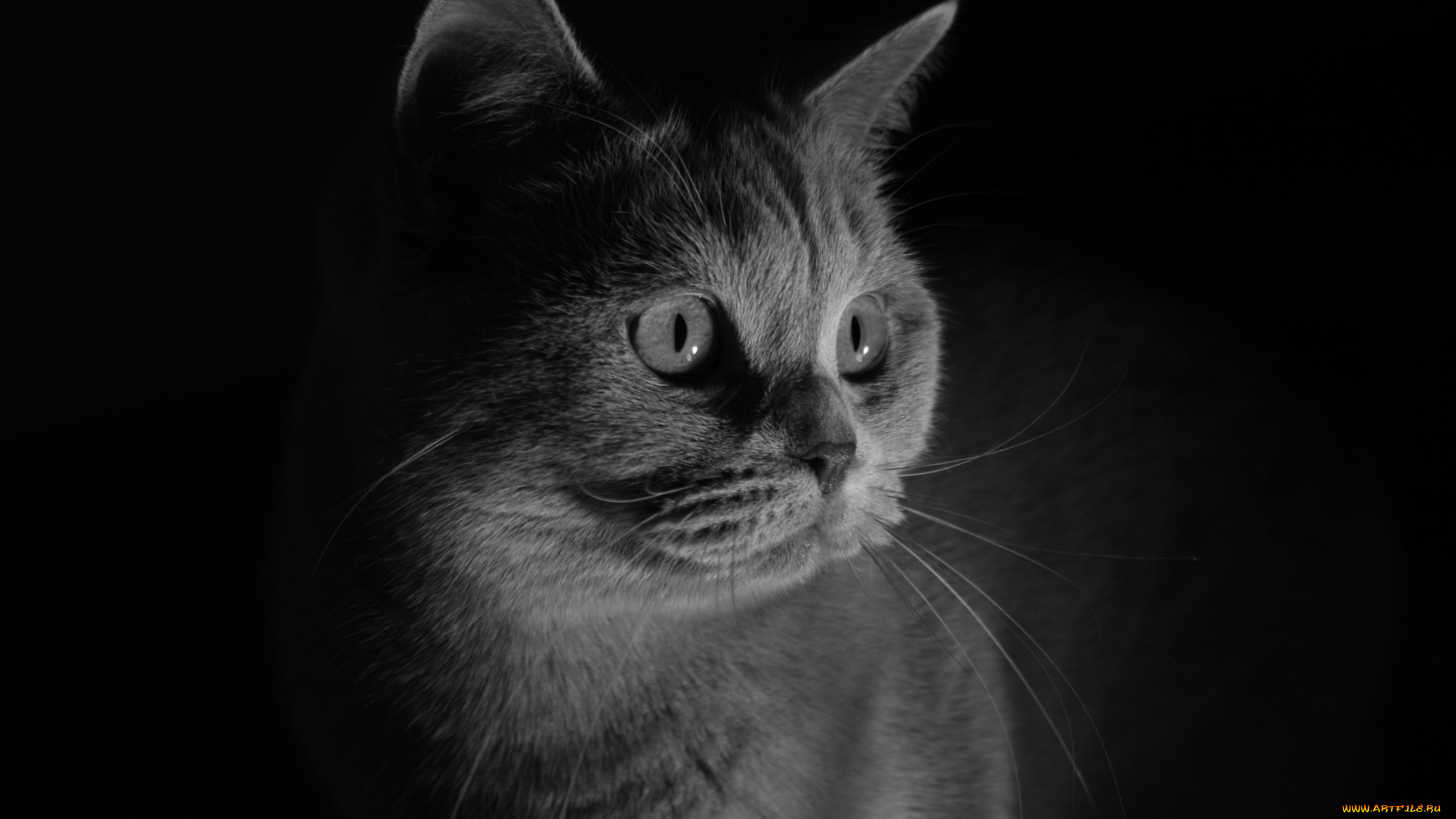 животные, коты, кот, кошка