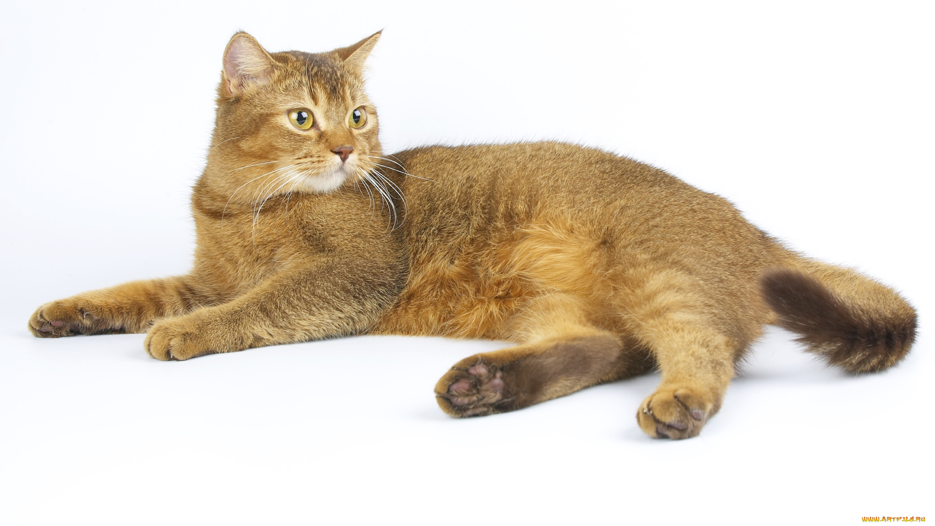 животные, коты, кот, кошка