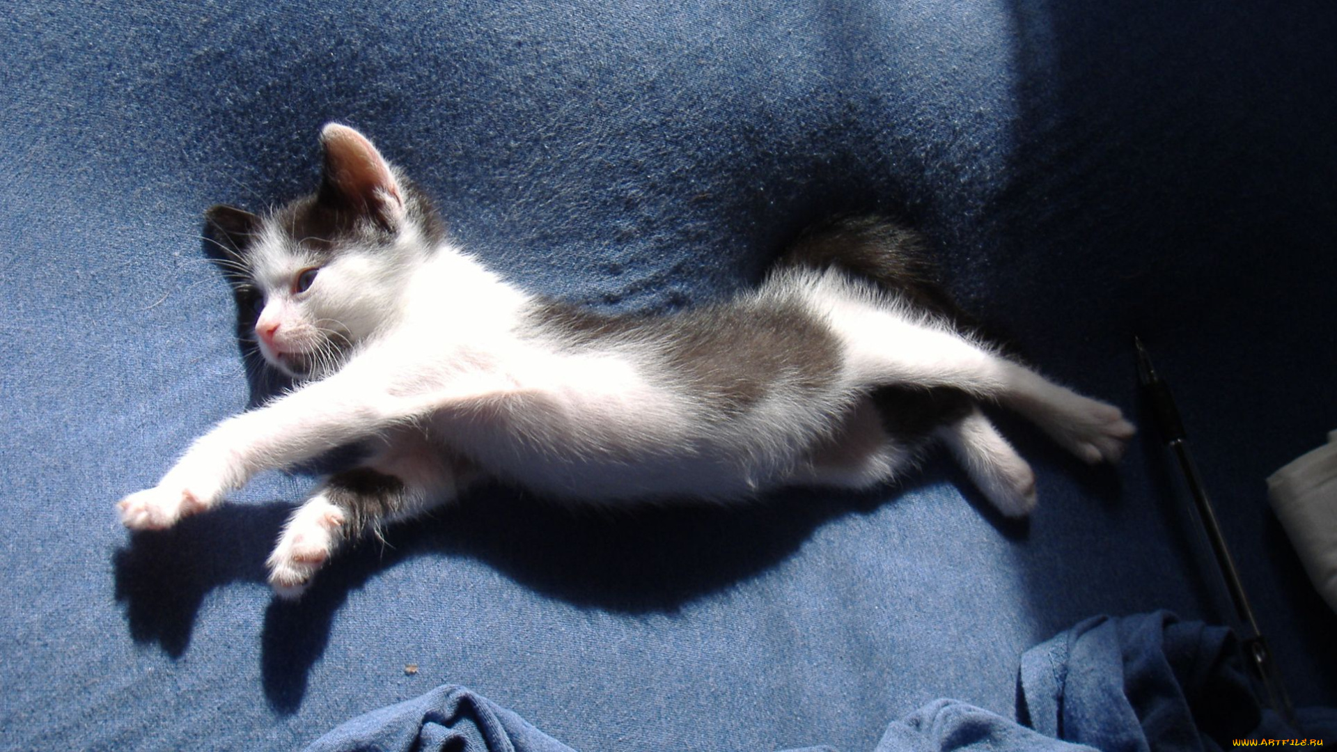 животные, коты, котенок