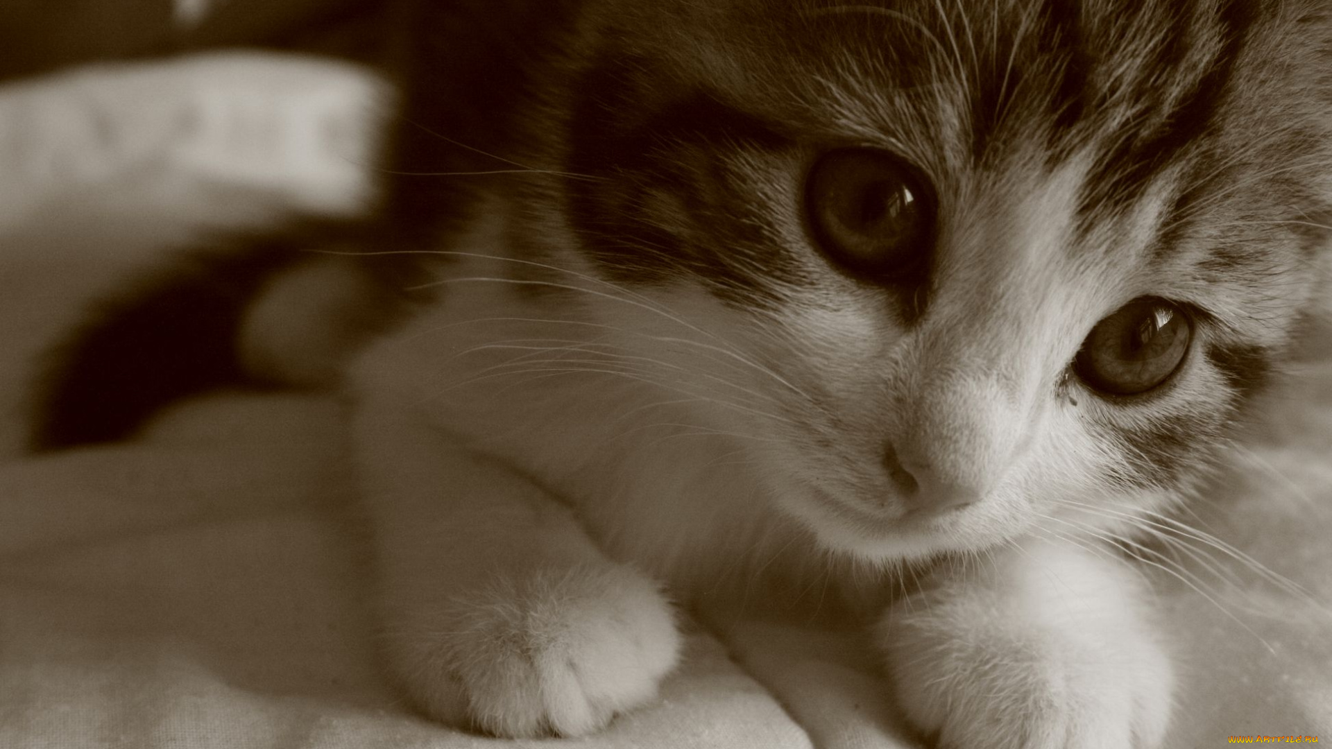 животные, коты, котенок