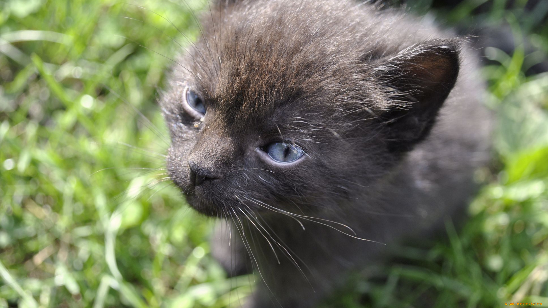 животные, коты, котенок